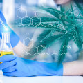 Why Cannabinoids Degrade Over Time: The Science Behind THC CBN Conversion
